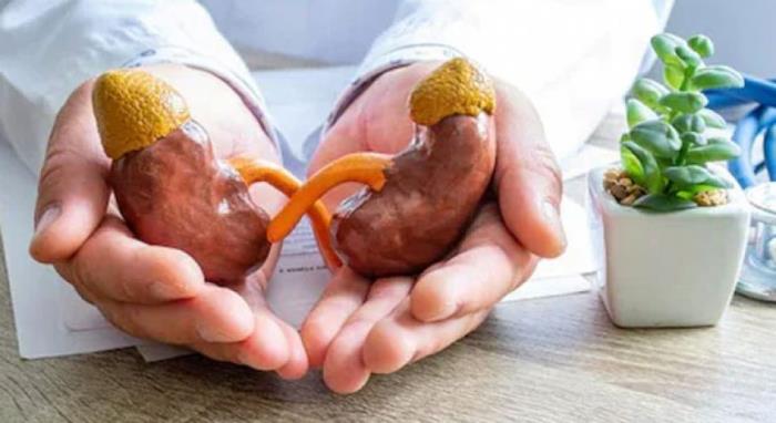 The Role of Ayurveda in Enhancing Kidney Function