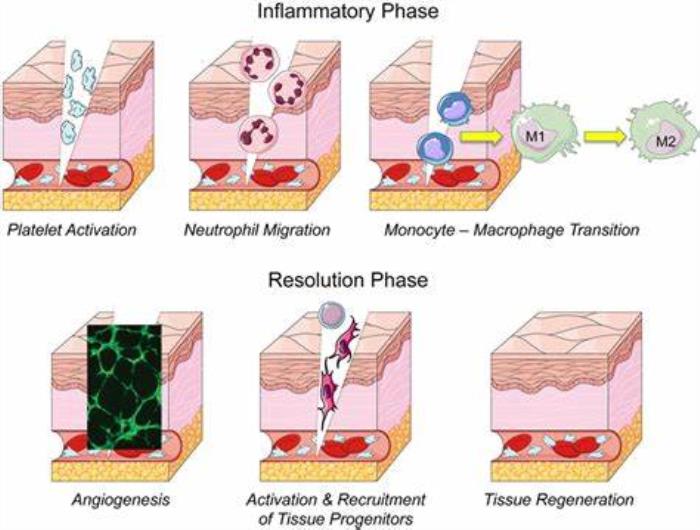 The Role of Stem Cells in Tissue Repair and Regeneration