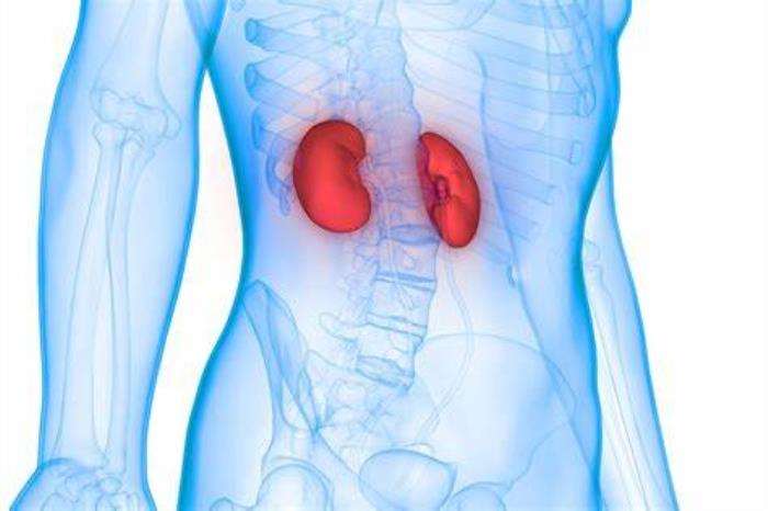 The Risk of Organ Rejection in Kidney Transplant Recipients