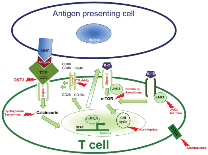 Understanding Immunosuppressive Medications