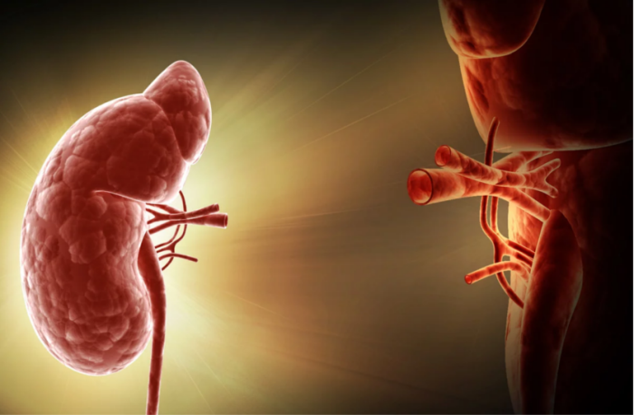 Recurrence of Kidney Disease in the Transplanted Organ