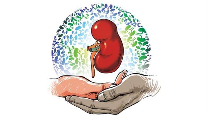 Assessing Blood Type Compatibility for Kidney Donation