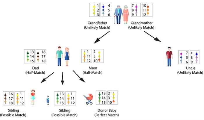 Role of Cord Blood in HLA Matching