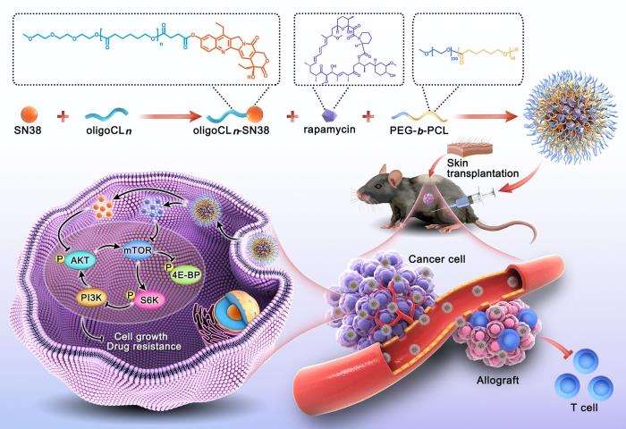 Advances in Immunosuppressive Therapies and Cancer Prevention