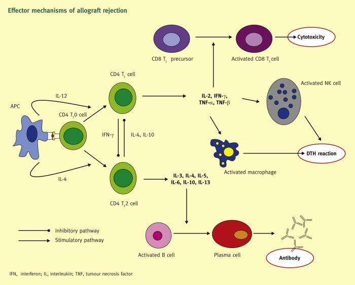 Mechanisms of Immune Response in Cross-Blood-Group Transplants