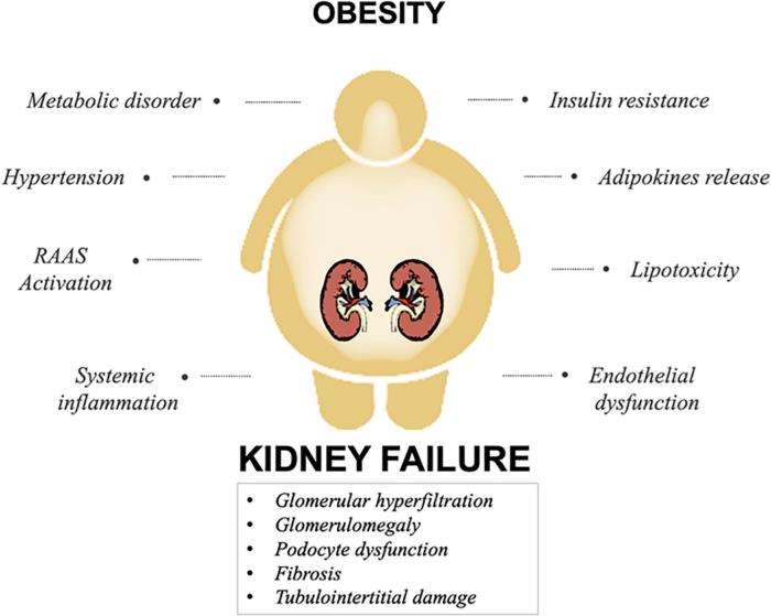 How Obesity Affects Kidney Function and Health