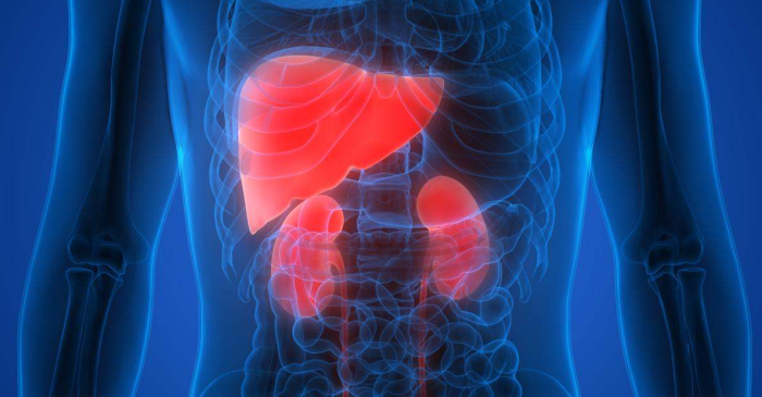 Preventing Liver and Kidney Complications in Post-Transplant Care