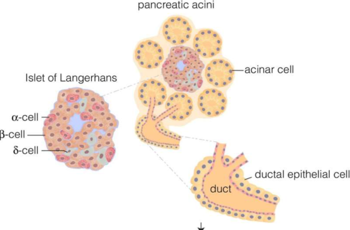 Pancreatic Stem Cell Research and Regeneration